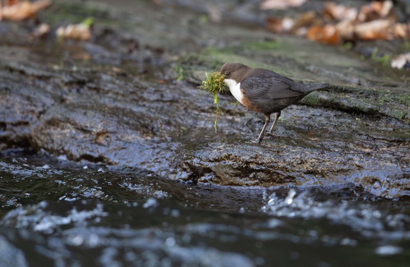 Dipper - River Bollin - Cheshire