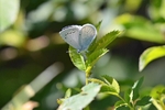 Holly Blue
