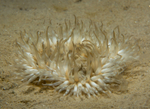 Sagartia troglodytes