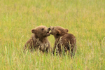 Two Brown Bear cubs interacting, Silver Salmon Creek, Alaska