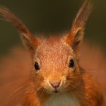 Red Squirrel