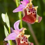 Apulian Ophrys (Ophrys fuciflora ssp. apulica)