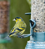 16th February Male Siskin