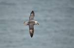 Fulmar