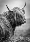 Monarch of The Glen 201601312
