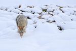 Coyote view from above, Yellowstone National Park