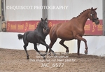 JAC_6577