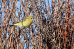 Lesser Goldfinch portfolio