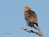 Juv Bateleur