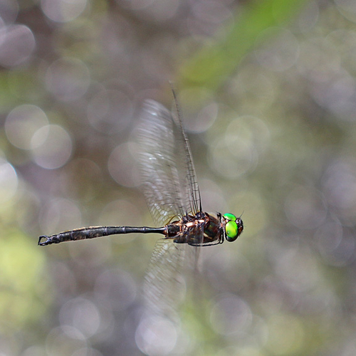 A male Clamp-tipped Emerald in flight.