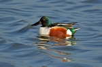 Shoveler