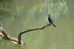 Pygmy Cormorant