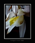 Coelogyne cristata 'Citrina'