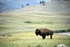 "Lost Buffalo"