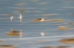 SBP001: Ringed Plovers