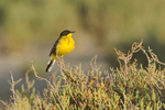 Yellow Wagtail  (feldegg)