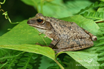 Frog Nong Nooch 032