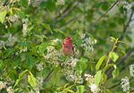 Common Rosefinch