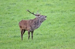 Red Deer - Cervus elaphus
