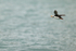 Horned Puffin flies out to sea, Duck Island, Alaska