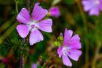 mallow Malva sylvestris-5898