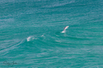 Dolphin Jump 3