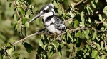 Pied Kingfisher