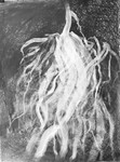 Seaweed portfolio