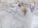 Mountain Hare - Lepus timidus
