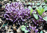 Toothwort-6723w