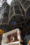 HCF009: Brown Crabs