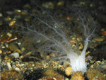 Neopentadactyla mixta