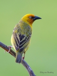 Cape Weaver