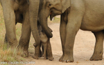 The females take care about the baby
