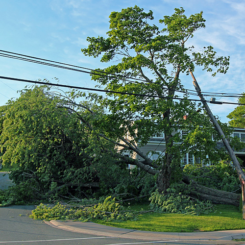 A heirloom deciduous tree falls victim to Arthur and jeopardizes the immediate hydro lines as a result.