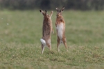 Brown Hare
