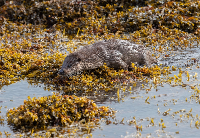 Eurasian Otter - Isle of Mull - Scotland