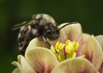 Melecta albifrons (f)