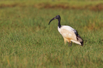 Sacred Ibis portfolio