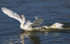 SBD003: Whooper swans