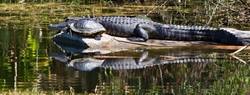 Aligators _0006
