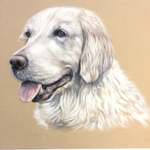 Pet Portraits portfolio