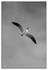 Birds - Monochrome - 05