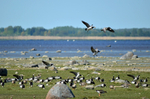 Barnacle Geese