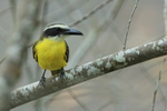 Boat-billed Flycatcher portfolio