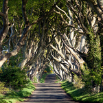Dark Hedges, Beech trees in a row, Co. Antrim, Northern Ireland