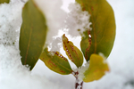 Snow - 06