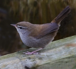 Cettis Warbler.