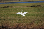 Great White Egret