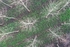 Poplar trees growing in the Nar Valley